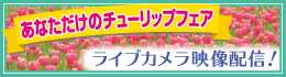あなただけのチューリップフェア2020