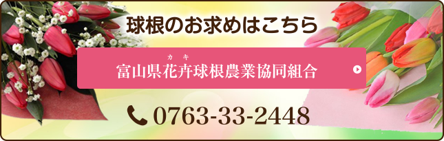 球根のお求めはこちら