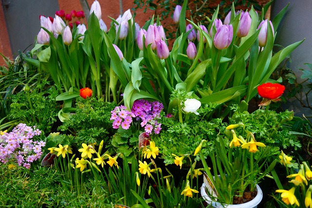 Seasonal exhibition “Garden in Early Spring” is held! Tonami Tulip