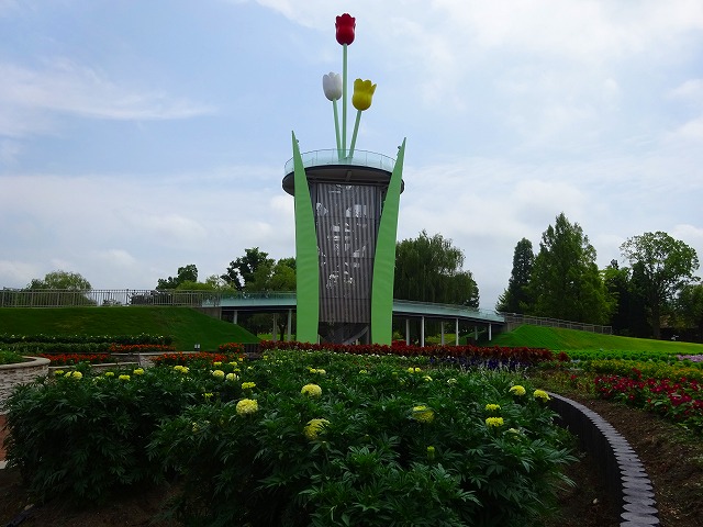チューリップ公園大花壇のコキアがまん丸に育っています