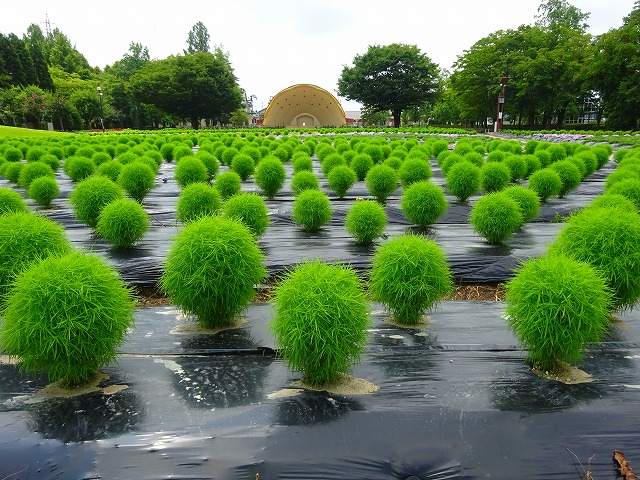 チューリップ公園大花壇のコキアがまん丸に育っています